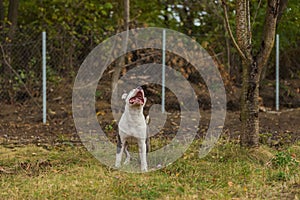 pit bull terrier puppy playing with a balloon