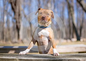 A Pit Bull Terrier puppy standing with its front paws on a bench