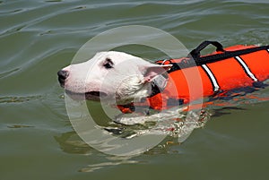 Pit bull terrier swimming photo