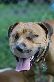 Pit bull terrier with tongue out photo