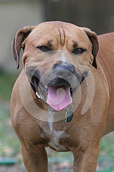 Pit bull terrier with tongue out photo