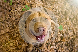 Pit Bull Terrier waiting for a reward