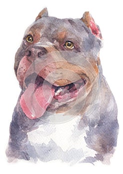 Water colour painting portrait of Pitbull dog 180 photo