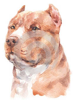 Water colour painting portrait of Pitbull dog 183 photo