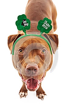 Pit Bull Wearing St Patricks Headband