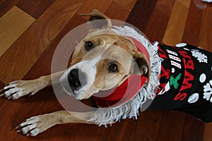 Pit Bull Wearing Ugly Christmas Sweater