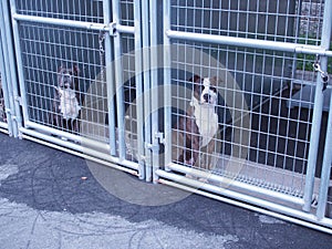 Pit Bulls in Animal Shelter