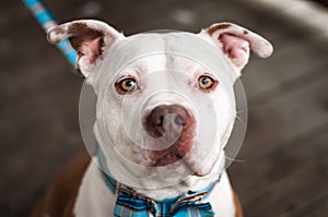 Pit Bulls and Bow Ties