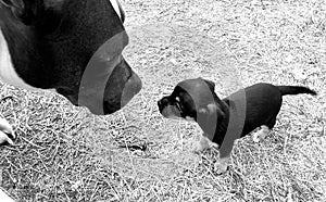 Pit chihuahua meeting stllllife blackandwhite