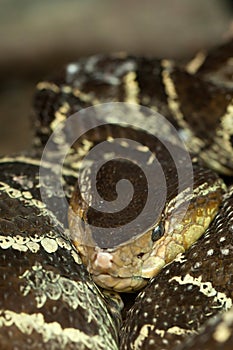 Pit viper photo