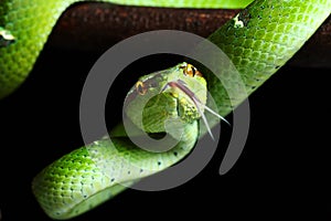 Pit viper