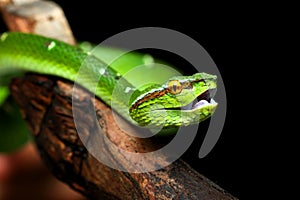 Pit viper