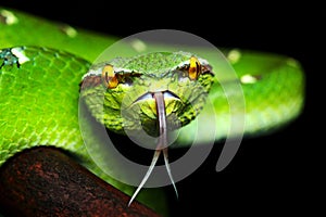 Pit viper photo