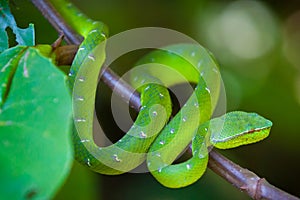 Pit Viper snake, Bako National Park