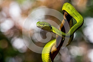 Pit Viper snake