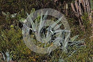Pita plant, known as Agave americana L., belongs to the plant family Asparagaceae