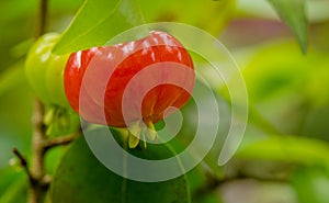 Pitanga photo