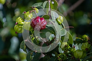 Pitanga Detail, a tropical fruit, native to South America east coast.