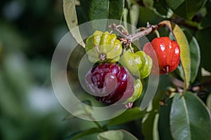 Pitanga Detail, a tropical fruit, native to South America east coast.