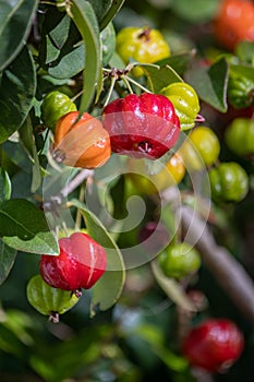 Pitanga Detail, a tropical fruit, native to South America east coast.