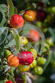 Pitanga Detail, a tropical fruit, native to South America east coast.