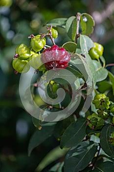 Pitanga Detail, a tropical fruit, native to South America east coast.