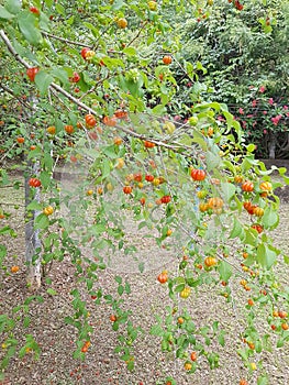 Pitanga (Eugenia uniflora) fruit tree .