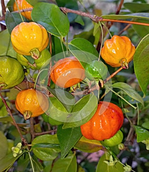 Pitanga. Ripe fruits on tree branches photo