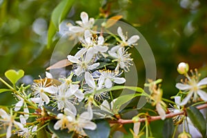 Pitanga flower tree photo