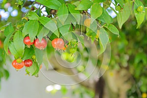 Pitanga fruit photo