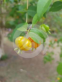 Pitanga tree close-up. The Suriname cherry is the fruit of the Suriname cherry (Eugenia uniflora L.) photo