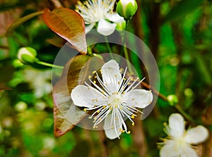 Pitanga white flower