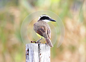 Pitangus sulphuratus In the blurred background photo