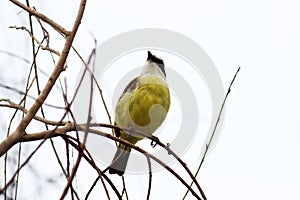 Pitangus sulphuratus the branch photo