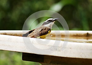 Pitangus sulphuratus drinking water photo