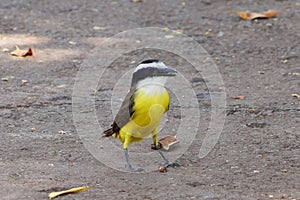 Pitangus sulphuratus a small bird from Brazil also known as \