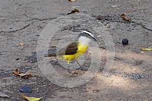 Pitangus sulphuratus a small bird from Brazil also known as \