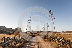 Pitas road in the desert