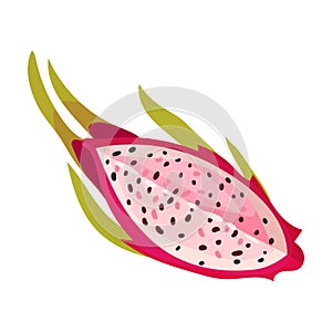 Pitaya or Dragon Fruit Cut Section Covered with Leathery Leafy Skin Vector Illustration