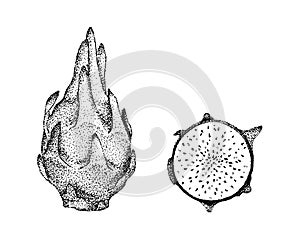 Pitaya dragon fruit illustration old lithography style