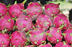 Pitaya, dragon fruit