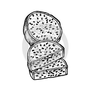 Pitaya fruit piece. Vector sketch of pitahaya