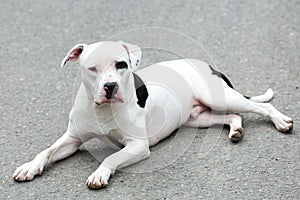 A Pitbull American Stanford - Adult Dog Pet