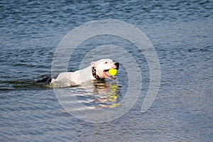 Purebred hunt dog training to swim for thrown ball and bring it from water