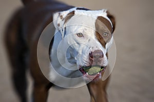 Pitbull with a ball