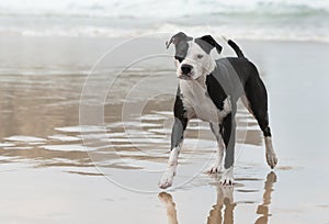 Pitbull on the beach