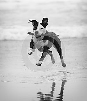 Pitbull on the beach