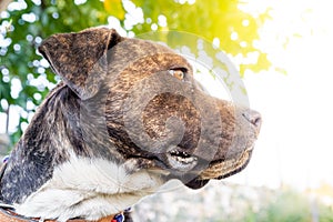 Pitbull boxer mix enjoying sunny day in the garden