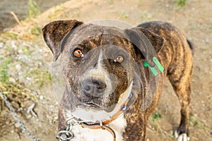 Pitbull boxer mix enjoying sunny day in the garden