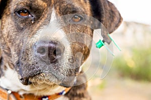 Pitbull boxer mix enjoying sunny day in the garden